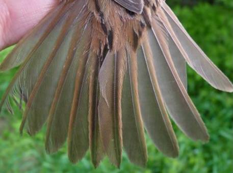 Marcel Garbauer, McGill Bird Observatory